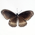 The Malabar raven Papilio dravidarum.jpg